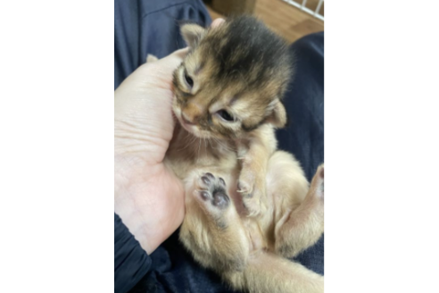 成約済の京都府のソマリ-25060の4枚目